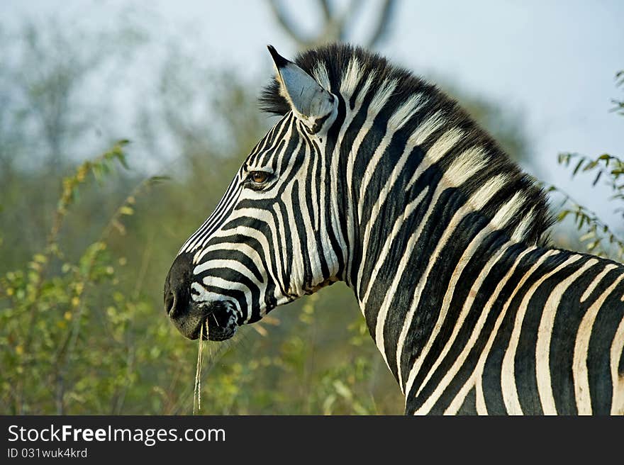 Zebra Stallion