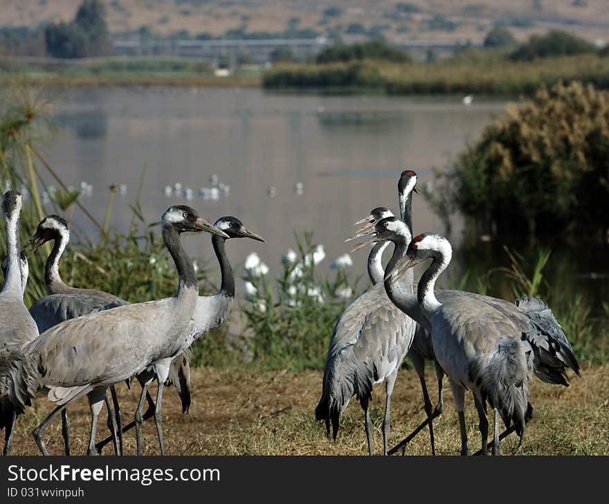 Group of cranes standing with a swamp and plants background