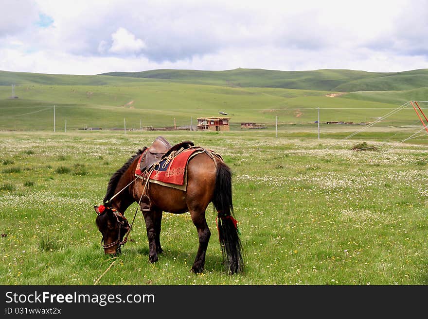 The grasslands horse