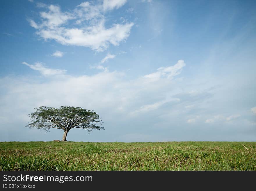 Isolated Tree With Blue Sky