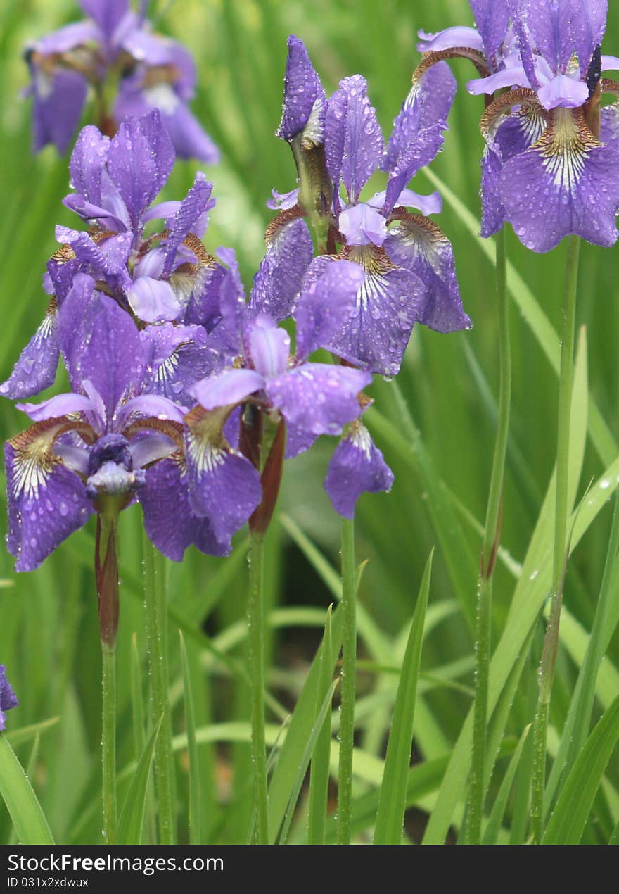 Violet irises in park in rainy day