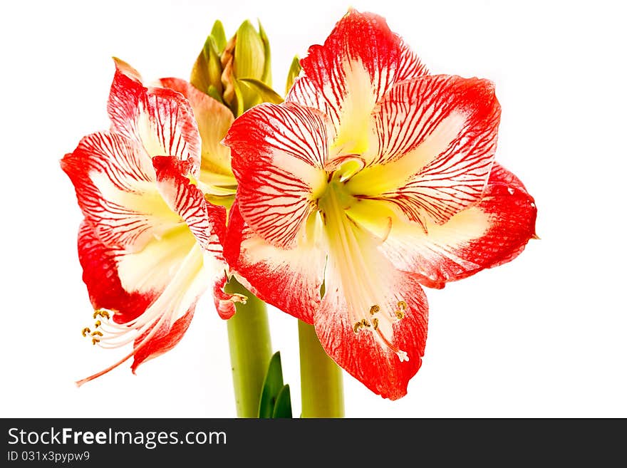 Amarillis flower in a pot on a white background. Amarillis flower in a pot on a white background