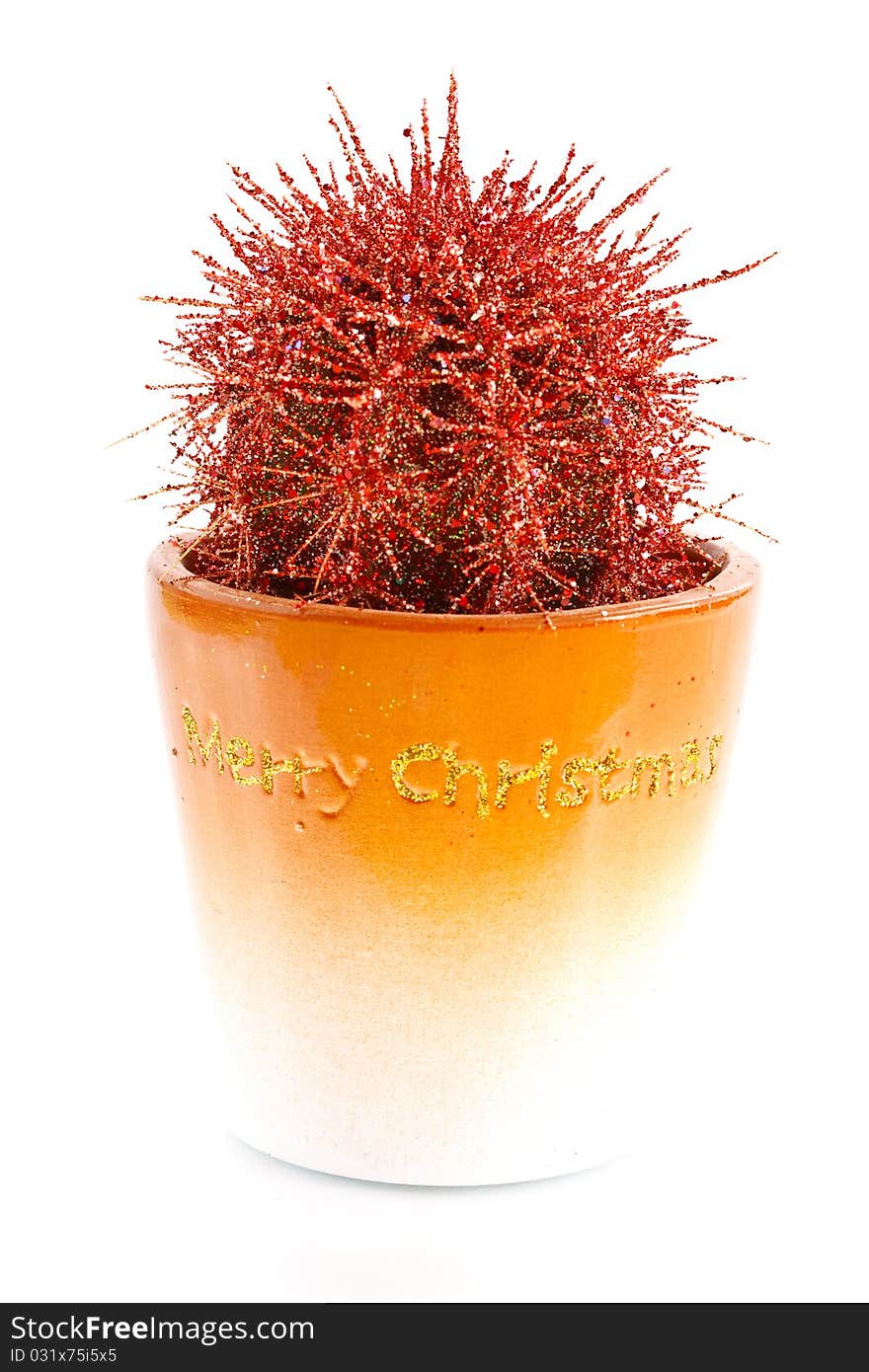 New cactus in a pot on a white background