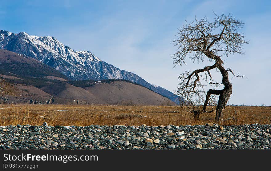 Baikal, cape Dug in winter with a type on mountains and a tree