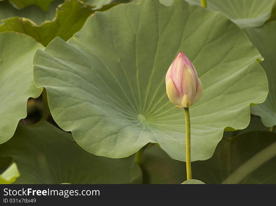 Lotus bud close-up and leaves in summer