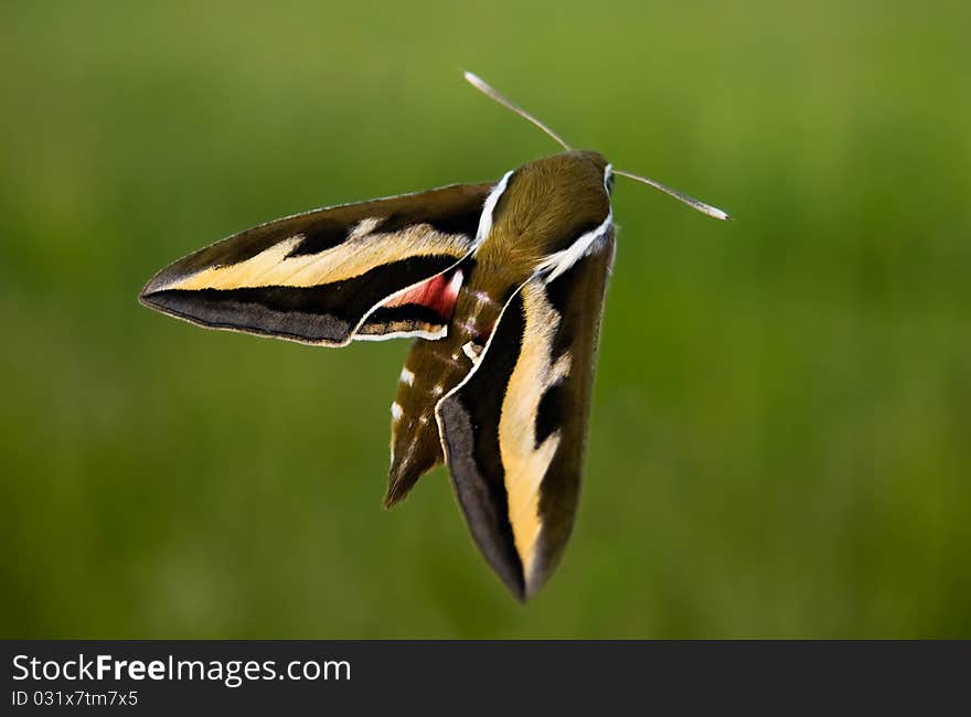 Butterfly on the green field in bright colours. Butterfly on the green field in bright colours