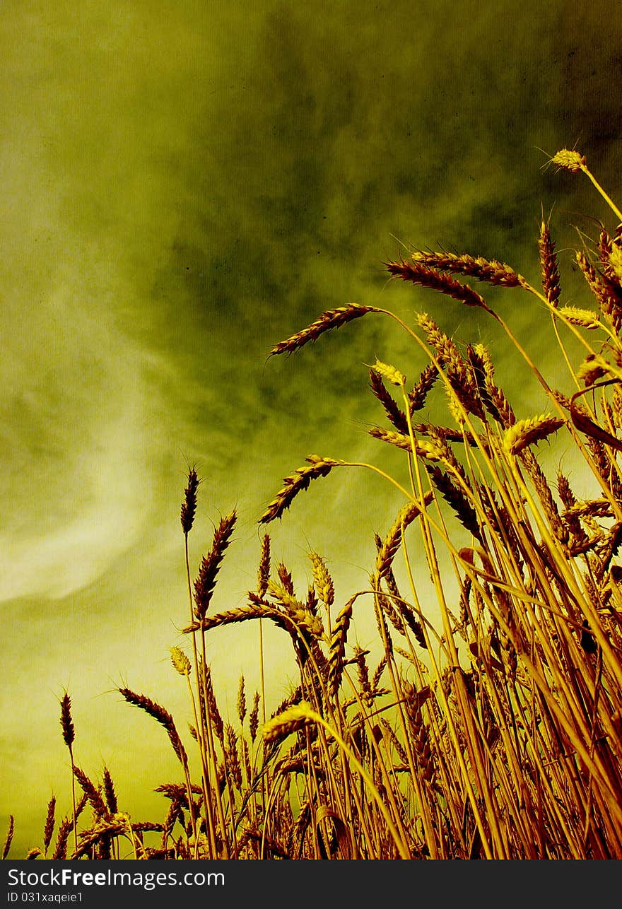 Ears of wheat on a grunge background