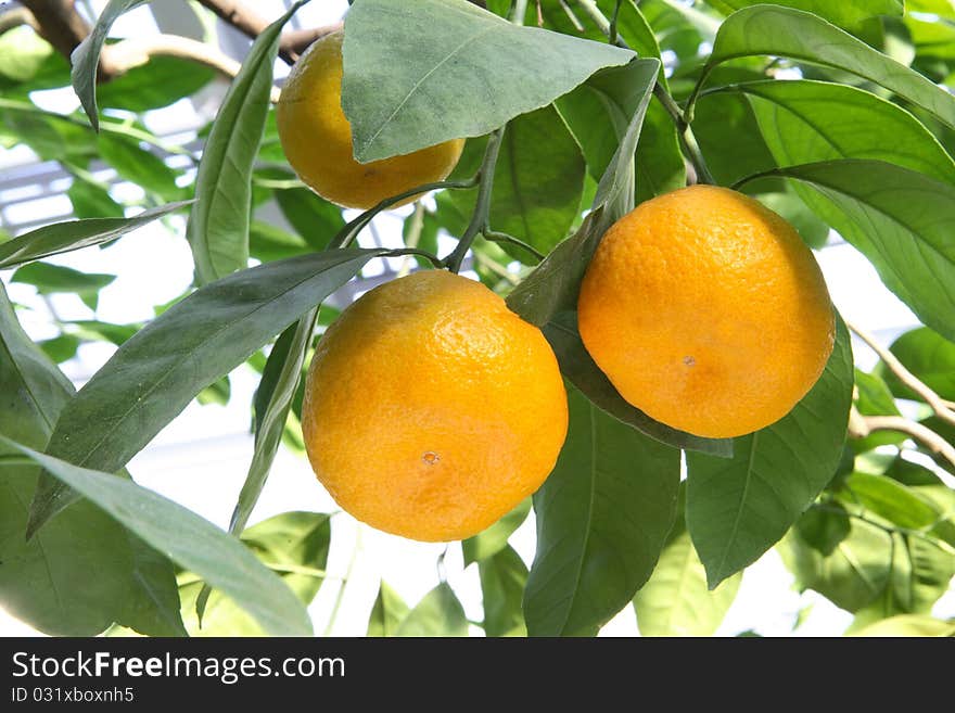 Oranges on a tree