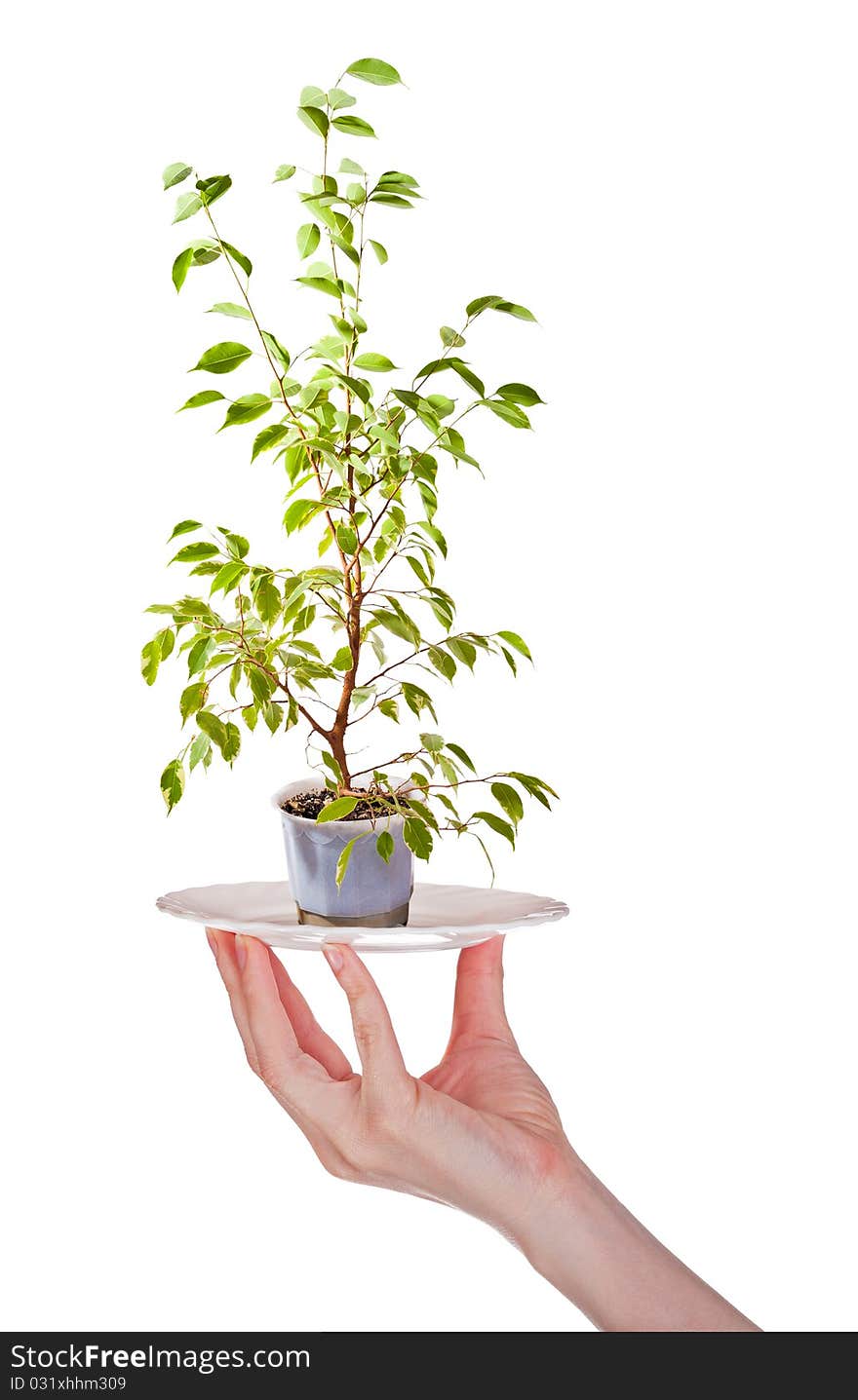 Human hand with small tree on plate. Human hand with small tree on plate