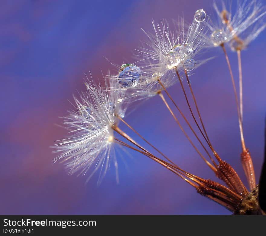 Water droplets lie on a grass