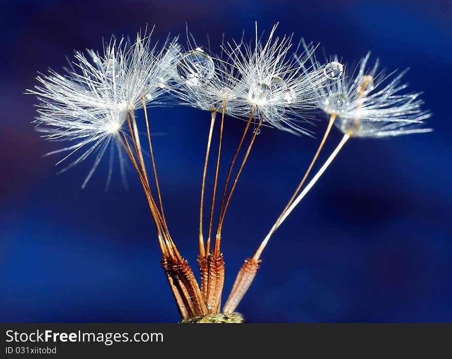 Water droplets lie on a grass