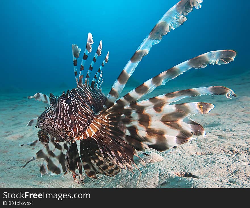 Underwater photo : lion fish sitting on sandy ground. Underwater photo : lion fish sitting on sandy ground