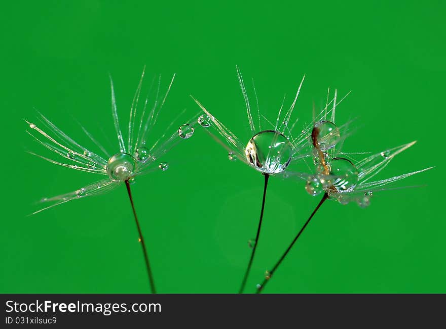 Water droplets lie on a grass