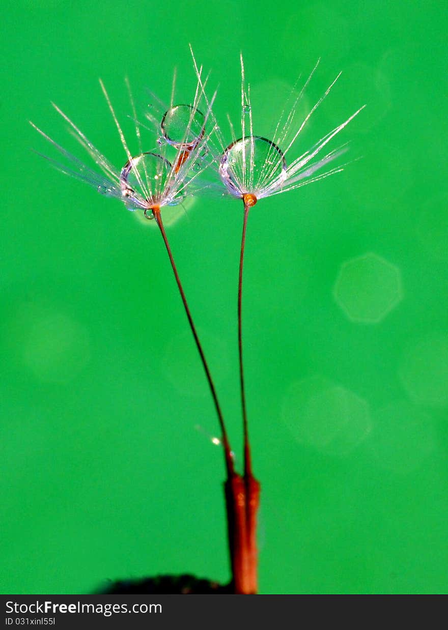 Water droplets lie on a grass