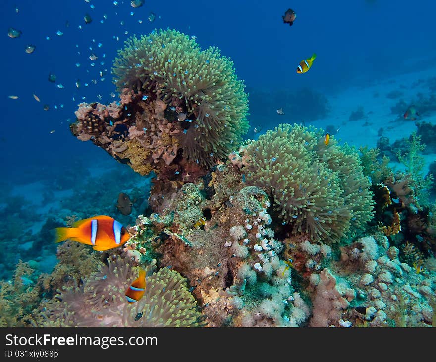 Underwater photo : tropical reef scene with anemones & clown-fishes. Underwater photo : tropical reef scene with anemones & clown-fishes