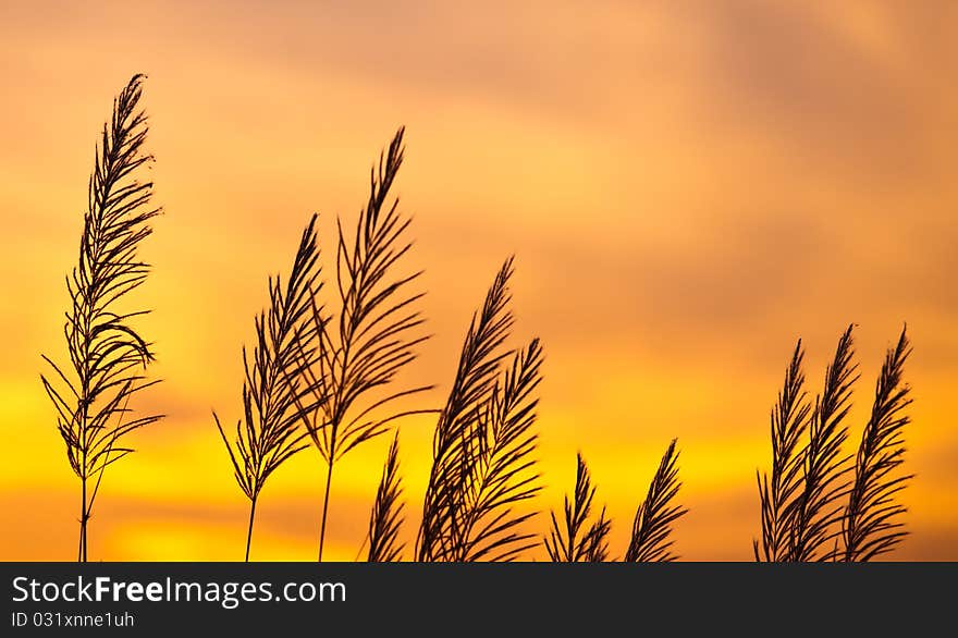 Grass with sunset scenery background