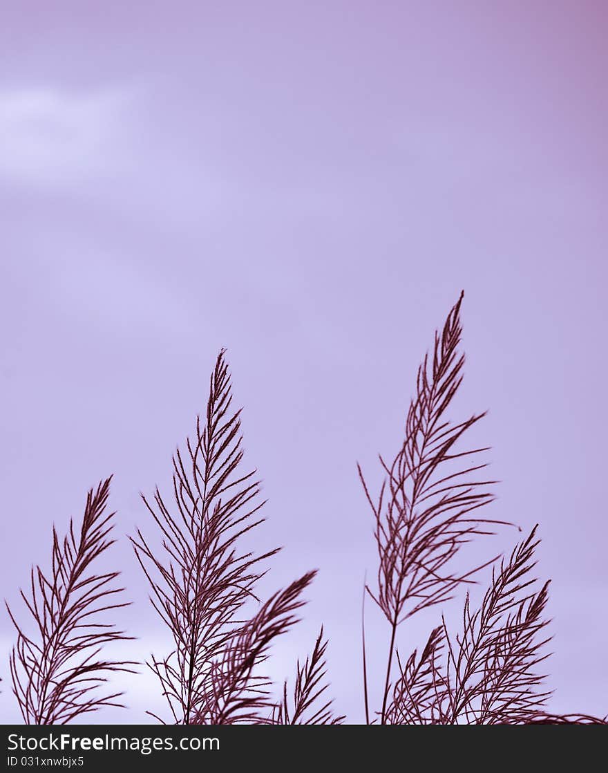 Grass with blue sky