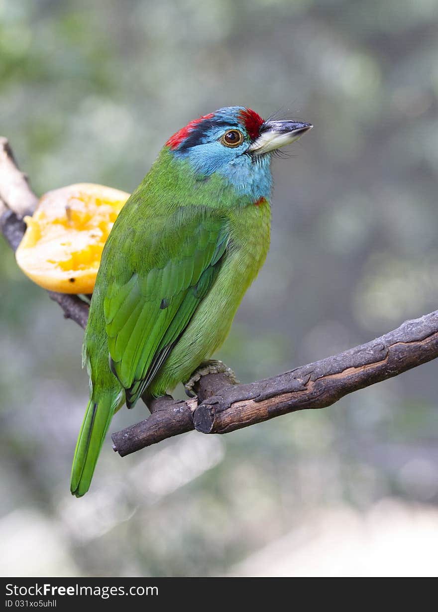 Muller's Barbet or Megalaima oorti on branch