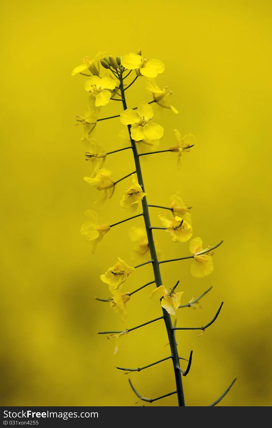 Rapeseed closeup of canola flower