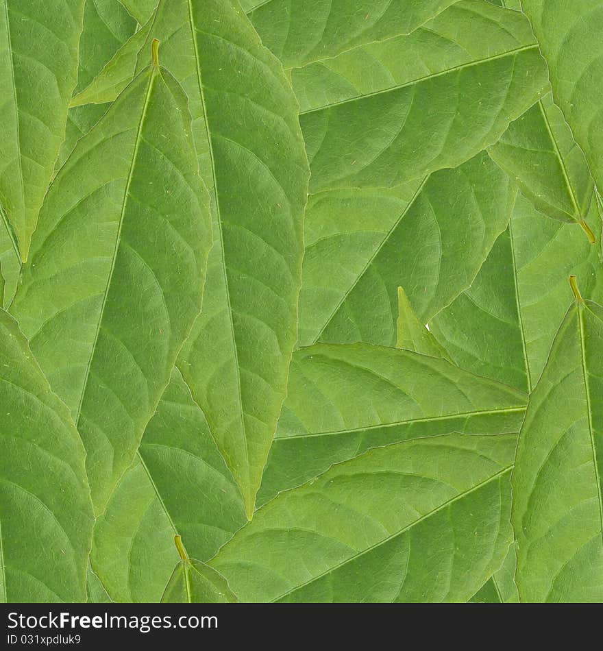 Green Leaves Background