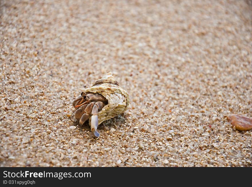 Hermit Crab