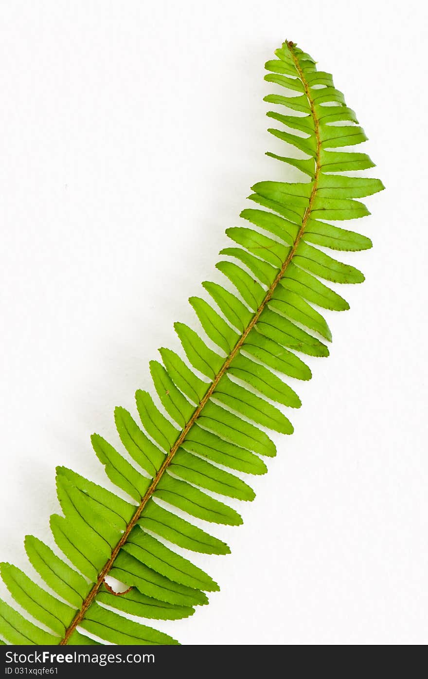 Green leaf on white wall