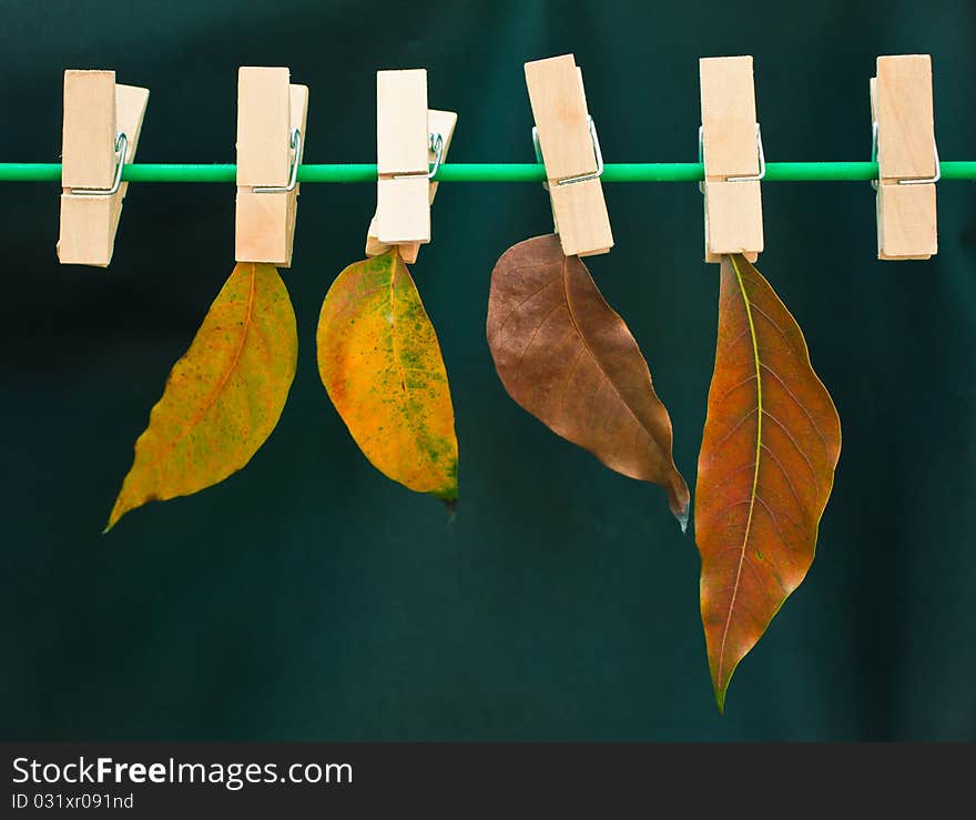 Leaves on a clothes line