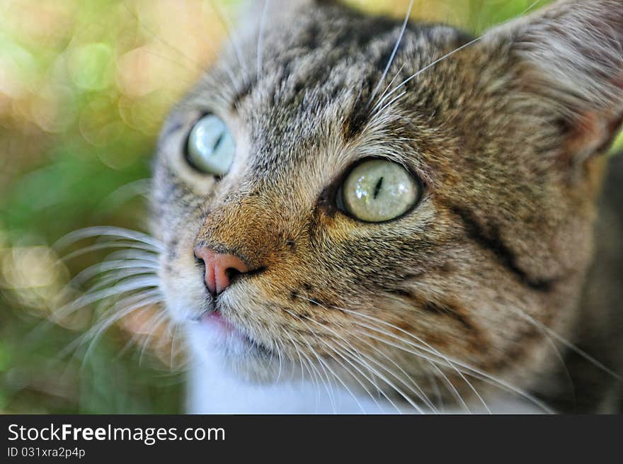 Looking cat close-up