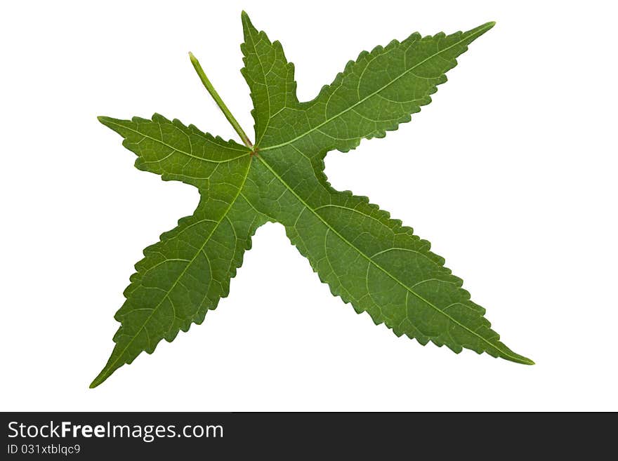 Isolated green leaf on white background