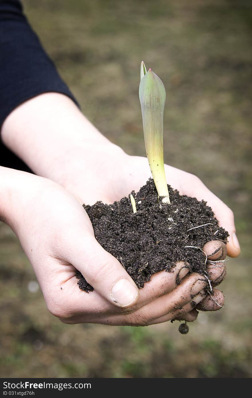 Hands holds new sprout with earth. Hands holds new sprout with earth