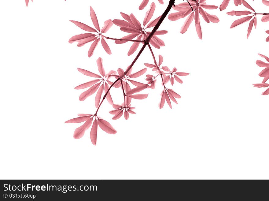 Pink Leave On White Background