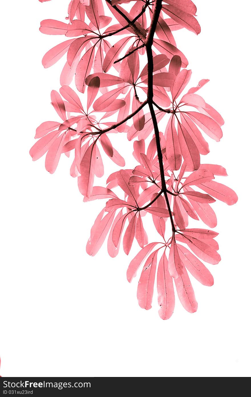 Infared pink leave on white background