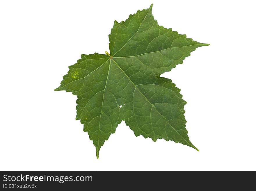 Isolated beautiful leaf on white background