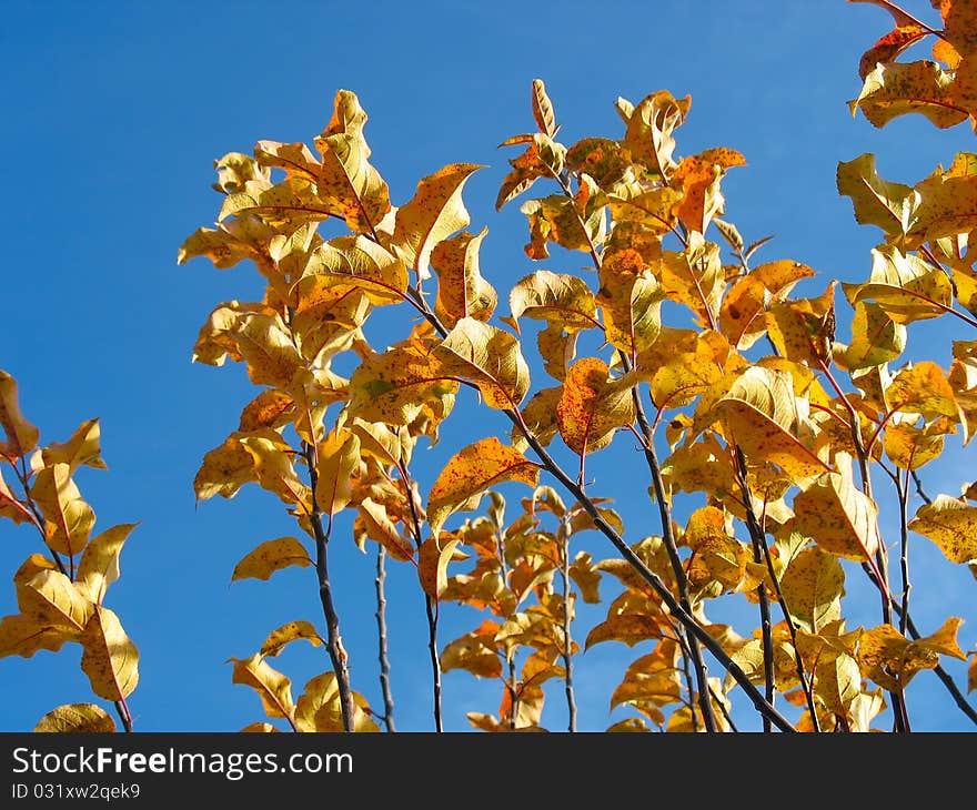 Autumnal colored leafs of an apple tree