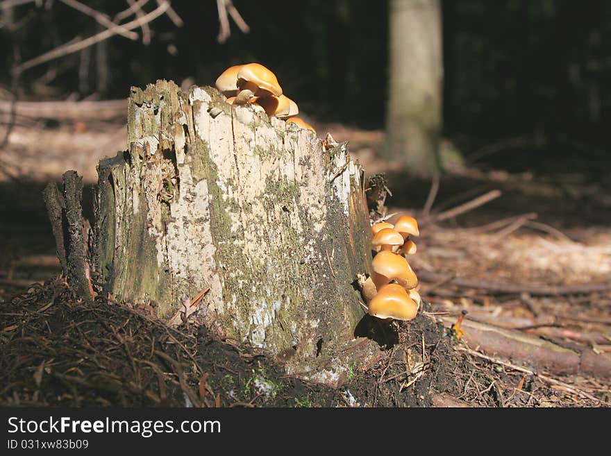 Yellow Mushrooms