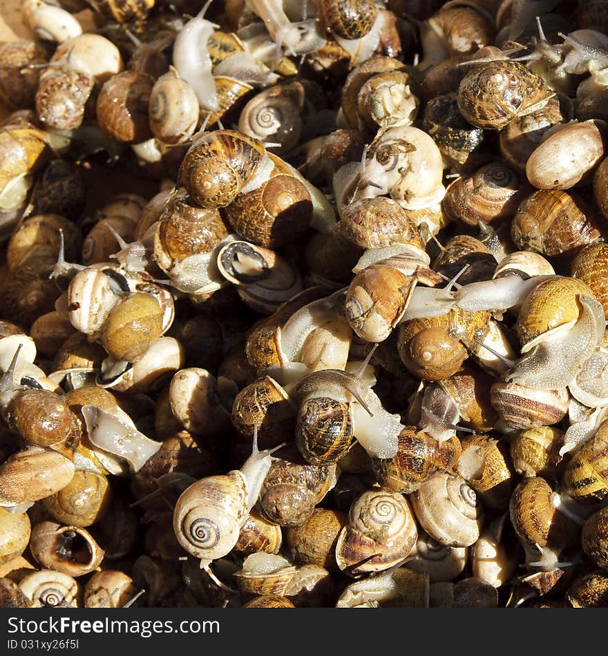 Snails in a box climbing all over each other