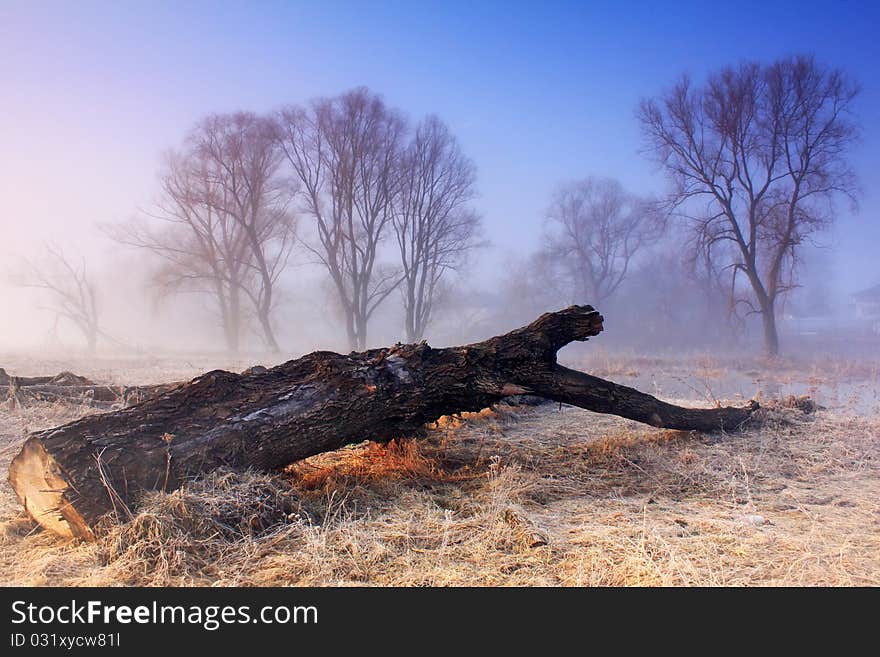 A fallen tree at dawn on a misty morning. A fallen tree at dawn on a misty morning