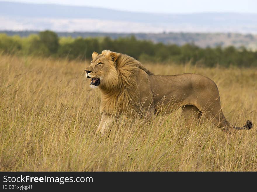 Male lion on the open plains. Male lion on the open plains.