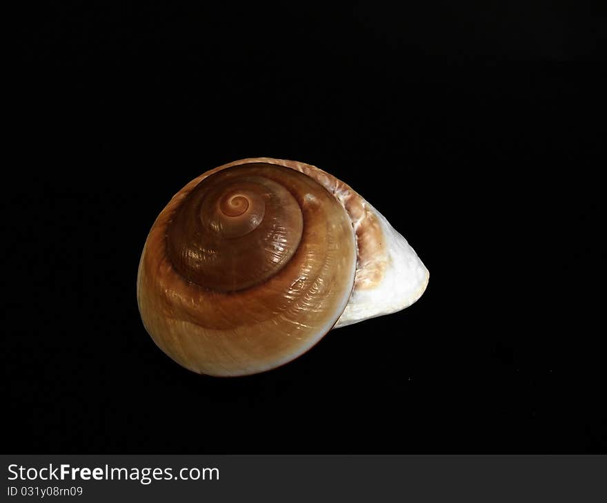 A shell from the ocean found on the beach at the seaside