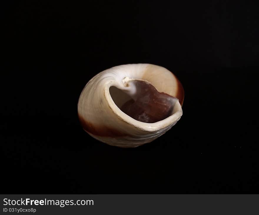 A shell from the ocean found on the beach at the seaside