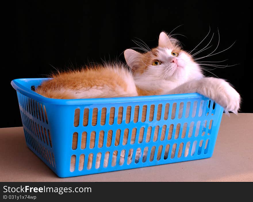 Cat lying in blue box against black background; with interested look. Cat lying in blue box against black background; with interested look