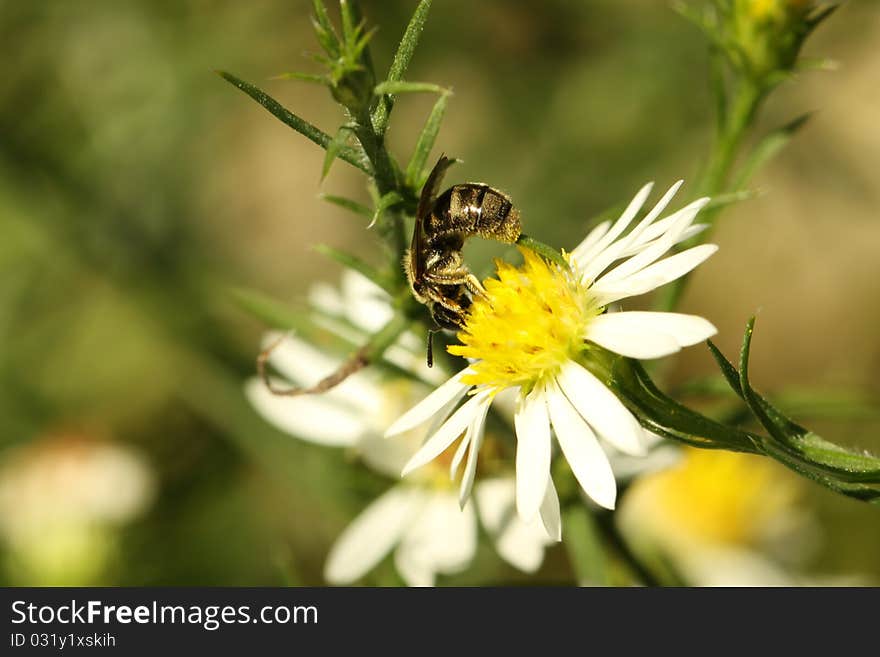 Drone Fly (Eristalis tenax)