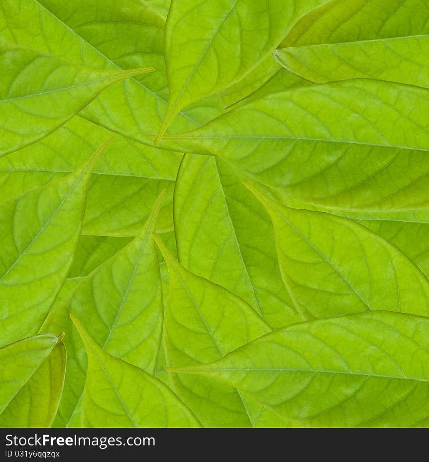 Closed up green leave texture for background