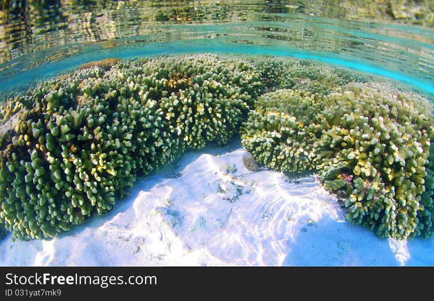 Below the mirror surface of a clear Maldives lagoon lies a thriving coral garden. Below the mirror surface of a clear Maldives lagoon lies a thriving coral garden