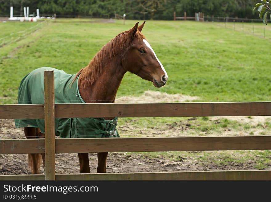 A brown horse behind a wooden fence in a large stable. A brown horse behind a wooden fence in a large stable