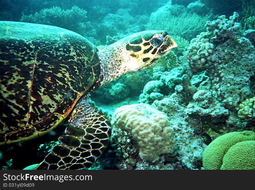 Turtles marine life under water