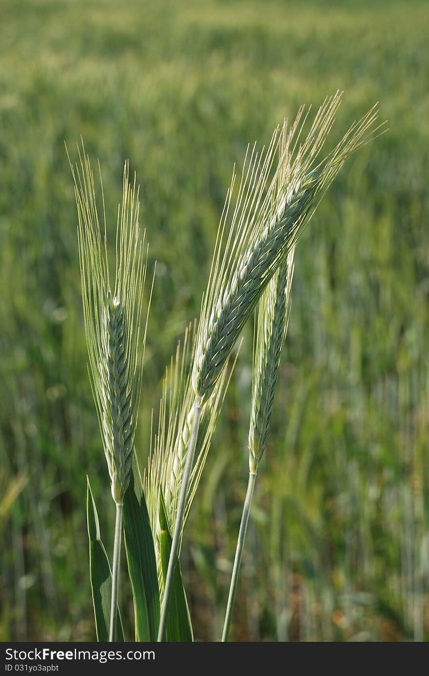 Field of  barley.