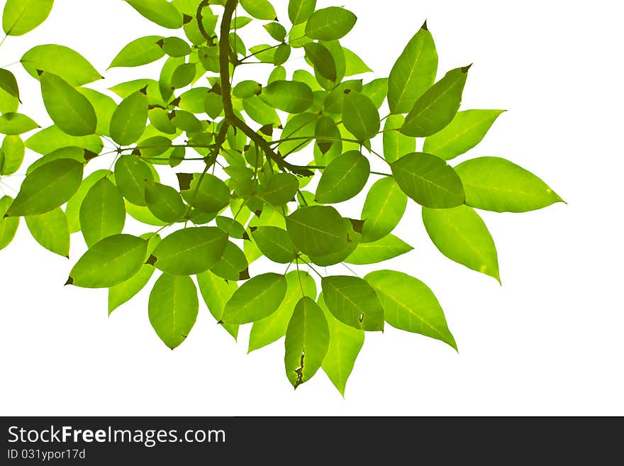 Green leave on white background. Green leave on white background