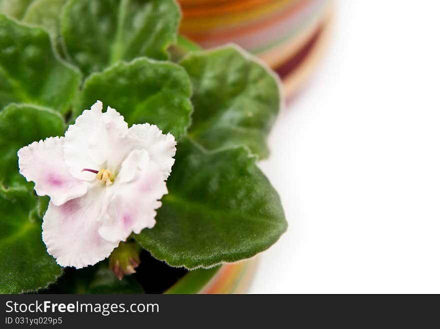 Potted violets in a row. Isolated on white background