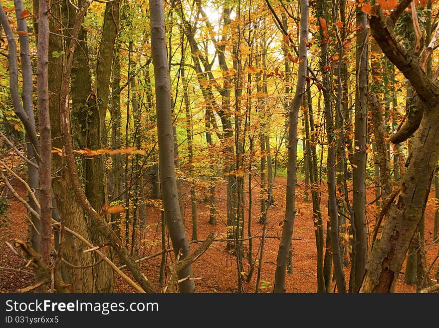 Trees are becoming bare with leaves scattered on the ground in autumn. Trees are becoming bare with leaves scattered on the ground in autumn.